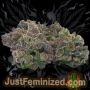 Just Feminized Blueberry Smoke Buds Weed Ganja Skunk Dope Pot Images Pics Nuggets