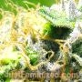 Blueberry by Just Feminized THC Content Potency Strength CBD Height Yield Flowering Time Indica Sativa Genetics