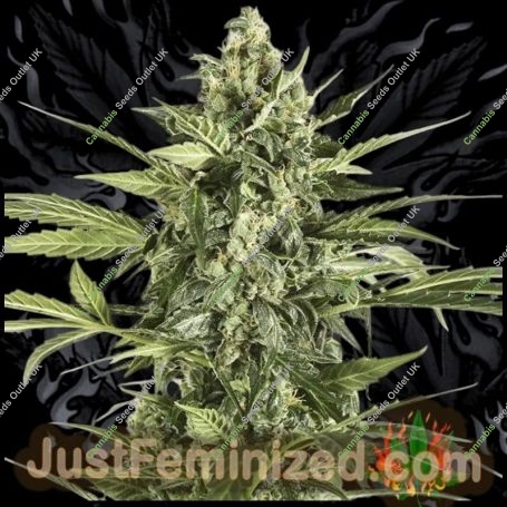 Blueberry Cheese Auto Marijuana Strain by Just Feminized For Sale Online at Cannabis Seeds Outlet