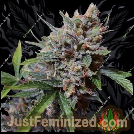 Blueberry Cheese Marijuana Strain by Just Feminized For Sale Online at Cannabis Seeds Outlet