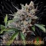 Blueberry Cheese Marijuana Strain by Just Feminized For Sale Online at Cannabis Seeds Outlet