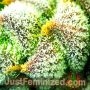Blueberry Cheese by Just Feminized THC Content Potency Strength CBD Height Yield Flowering Time Indica Sativa Genetics