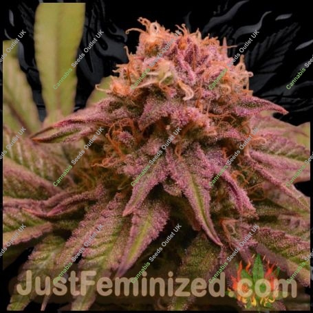 Blueberry Fast V Marijuana Strain by Just Feminized For Sale Online at Cannabis Seeds Outlet