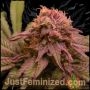 Blueberry Fast V Marijuana Strain by Just Feminized For Sale Online at Cannabis Seeds Outlet