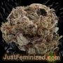 Just Feminized Blueberry Fast V Smoke Buds Weed Ganja Skunk Dope Pot Images Pics Nuggets