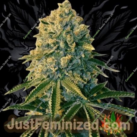 Bruce Banner Auto Marijuana Strain by Just Feminized For Sale Online at Cannabis Seeds Outlet