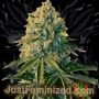 Bruce Banner Auto Marijuana Strain by Just Feminized For Sale Online at Cannabis Seeds Outlet