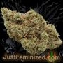 Just Feminized Bruce Banner Auto Smoke Buds Weed Ganja Skunk Dope Pot Images Pics Nuggets