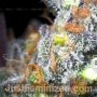 Bruce Banner Auto by Just Feminized THC Content Potency Strength CBD Height Yield Flowering Time Indica Sativa Genetics
