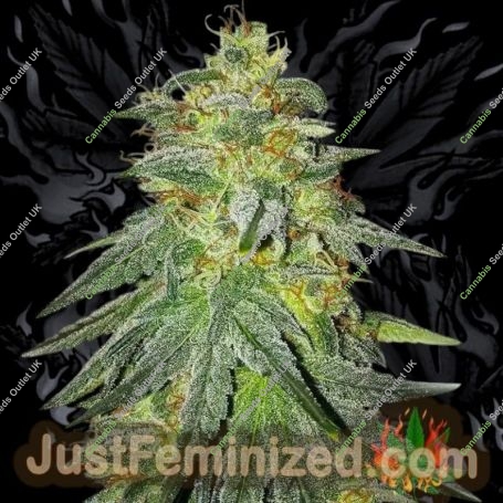 Bruce Banner Marijuana Strain by Just Feminized For Sale Online at Cannabis Seeds Outlet