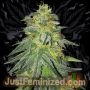 Bruce Banner Marijuana Strain by Just Feminized For Sale Online at Cannabis Seeds Outlet