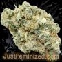 Just Feminized Bruce Banner Smoke Buds Weed Ganja Skunk Dope Pot Images Pics Nuggets