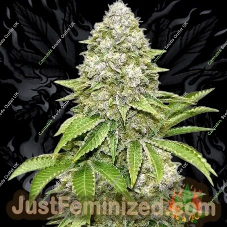 Bruce Banner Fast V Marijuana Strain by Just Feminized For Sale Online at Cannabis Seeds Outlet