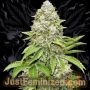 Bruce Banner Fast V Marijuana Strain by Just Feminized For Sale Online at Cannabis Seeds Outlet