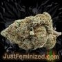 Just Feminized Bruce Banner Fast V Smoke Buds Weed Ganja Skunk Dope Pot Images Pics Nuggets