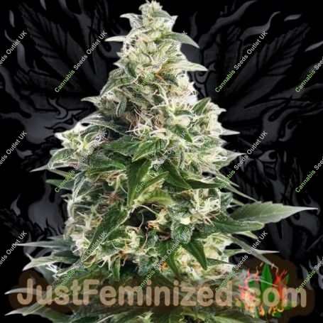 Exodus Buddha Cheese Marijuana Strain by Just Feminized For Sale Online at Cannabis Seeds Outlet