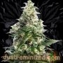 Exodus Buddha Cheese Marijuana Strain by Just Feminized For Sale Online at Cannabis Seeds Outlet