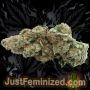 Just Feminized Exodus Buddha Cheese Smoke Buds Weed Ganja Skunk Dope Pot Images Pics Nuggets