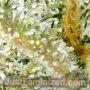 Exodus Buddha Cheese by Just Feminized THC Content Potency Strength CBD Height Yield Flowering Time Indica Sativa Genetics
