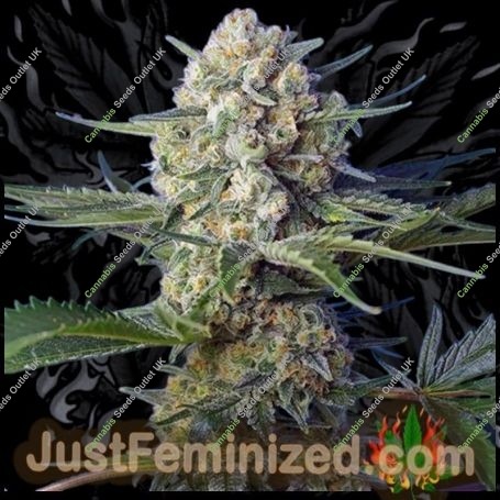 Diamond Candy Fast V Marijuana Strain by Just Feminized For Sale Online at Cannabis Seeds Outlet