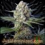 Diamond Candy Fast V Marijuana Strain by Just Feminized For Sale Online at Cannabis Seeds Outlet