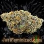 Just Feminized Diamond Candy Fast V Smoke Buds Weed Ganja Skunk Dope Pot Images Pics Nuggets