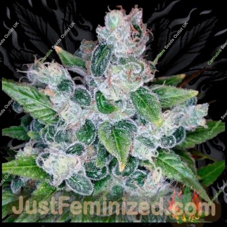 Candy kush Marijuana Strain by Just Feminized For Sale Online at Cannabis Seeds Outlet