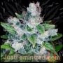 Candy kush Marijuana Strain by Just Feminized For Sale Online at Cannabis Seeds Outlet