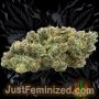 Just Feminized Candy kush Smoke Buds Weed Ganja Skunk Dope Pot Images Pics Nuggets