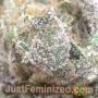 Candy kush by Just Feminized THC Content Potency Strength CBD Height Yield Flowering Time Indica Sativa Genetics