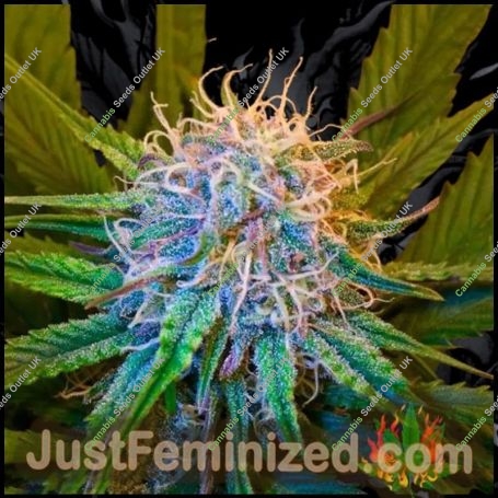 Caramel Auto Marijuana Strain by Just Feminized For Sale Online at Cannabis Seeds Outlet