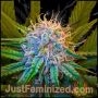 Caramel Auto Marijuana Strain by Just Feminized For Sale Online at Cannabis Seeds Outlet