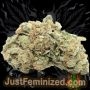 Just Feminized Caramel Auto Smoke Buds Weed Ganja Skunk Dope Pot Images Pics Nuggets