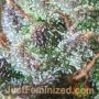 Caramel Auto by Just Feminized THC Content Potency Strength CBD Height Yield Flowering Time Indica Sativa Genetics