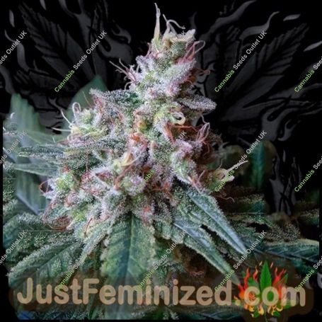 Caramel Marijuana Strain by Just Feminized For Sale Online at Cannabis Seeds Outlet