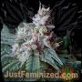 Caramel Marijuana Strain by Just Feminized For Sale Online at Cannabis Seeds Outlet