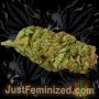Just Feminized Caramel Smoke Buds Weed Ganja Skunk Dope Pot Images Pics Nuggets