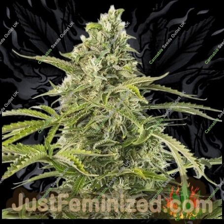 Cheese CBD Auto Marijuana Strain by Just Feminized For Sale Online at Cannabis Seeds Outlet
