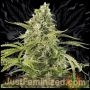 Cheese CBD Auto Marijuana Strain by Just Feminized For Sale Online at Cannabis Seeds Outlet