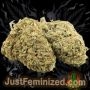 Just Feminized Cheese CBD Auto Smoke Buds Weed Ganja Skunk Dope Pot Images Pics Nuggets