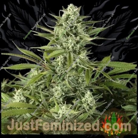 Cheese CBD Marijuana Strain by Just Feminized For Sale Online at Cannabis Seeds Outlet