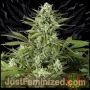 Cheese CBD Marijuana Strain by Just Feminized For Sale Online at Cannabis Seeds Outlet