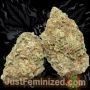 Just Feminized Cheese CBD Smoke Buds Weed Ganja Skunk Dope Pot Images Pics Nuggets