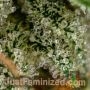 Cheese CBD by Just Feminized THC Content Potency Strength CBD Height Yield Flowering Time Indica Sativa Genetics
