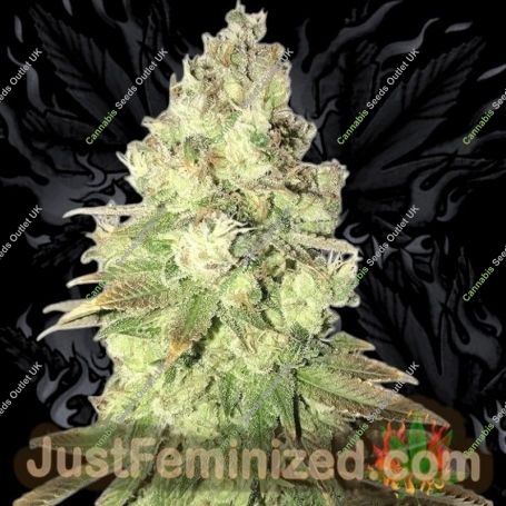 Chem Dog Marijuana Strain by Just Feminized For Sale Online at Cannabis Seeds Outlet