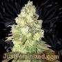 Chem Dog Marijuana Strain by Just Feminized For Sale Online at Cannabis Seeds Outlet