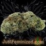 Just Feminized Chem Dog Smoke Buds Weed Ganja Skunk Dope Pot Images Pics Nuggets