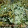 Chem Dog by Just Feminized THC Content Potency Strength CBD Height Yield Flowering Time Indica Sativa Genetics