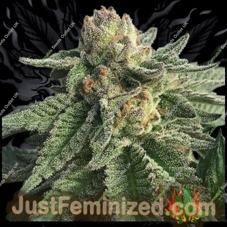 Cherry Pie Auto Marijuana Strain by Just Feminized For Sale Online at Cannabis Seeds Outlet