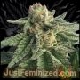 Cherry Pie Auto Marijuana Strain by Just Feminized For Sale Online at Cannabis Seeds Outlet
